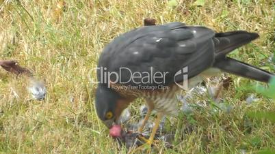 Sperber (Accipiter nisus)