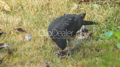 Sperber (Accipiter nisus)