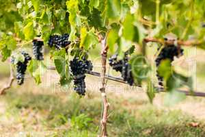 Vineyard with ripe grapes