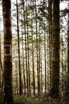 Beautiful green trees in forest