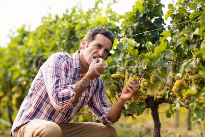 Male vintner eating grapes