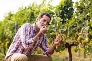 Male vintner eating grapes