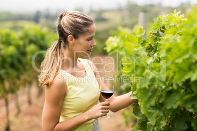 Female vintner holding wine glass and inspecting grape crop