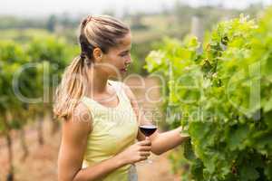 Female vintner holding wine glass and inspecting grape crop