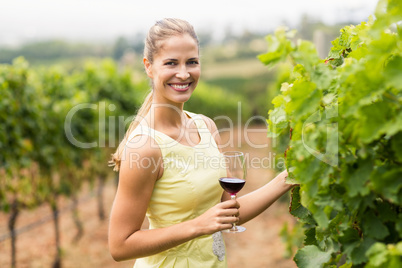 Portrait of female vintner holding wine glass and inspecting grape crop