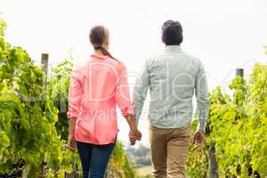 Couple walking through vineyard