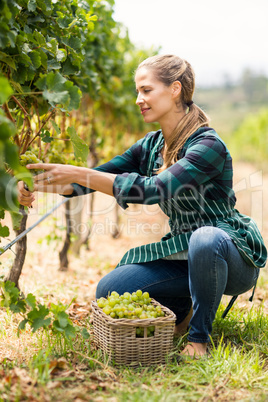 Young woman harvester working