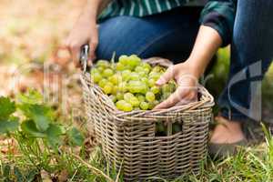 Close-up of woman harvester with a basket of grapes