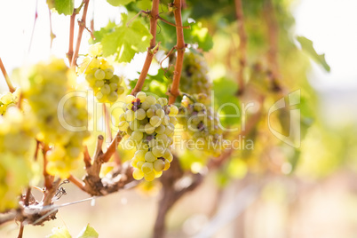 Vineyard with ripe grapes