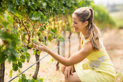 Female vintner inspecting grapes