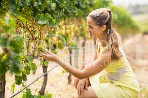 Female vintner inspecting grapes