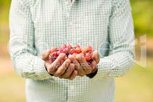 Mid section of vintner holding grapes