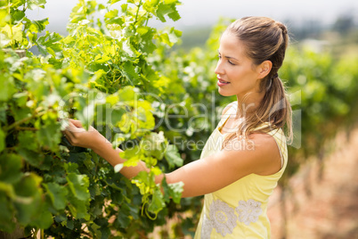 Female vintner inspecting grape crop