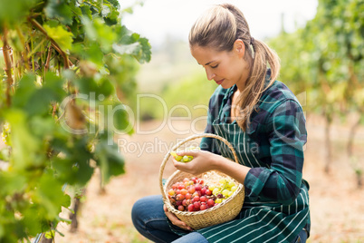 Female vintner holding a basket of grapes