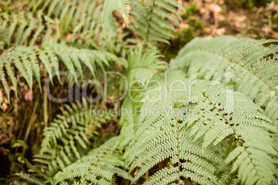 Close-up of green leaves