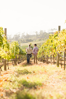 Couple walking through vineyard