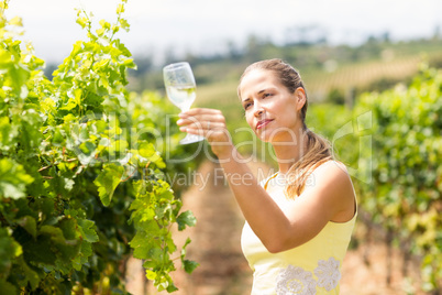 Female vintner holding wine glass