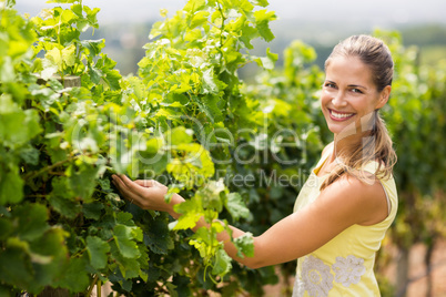 Portrait of smiling female vintner inspecting grape crop