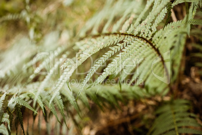 Close-up of green leaves