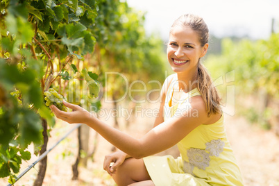 Portrait of smiling female vintner inspecting grapes