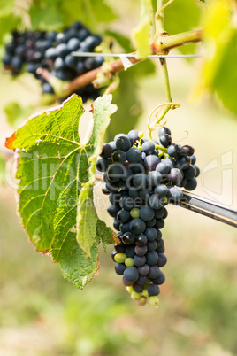 Vineyard with ripe grapes