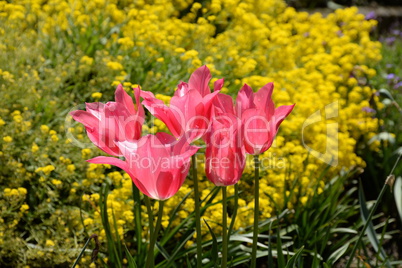 Tulpen in einem Garten