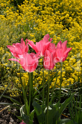 Tulpen in einem Garten