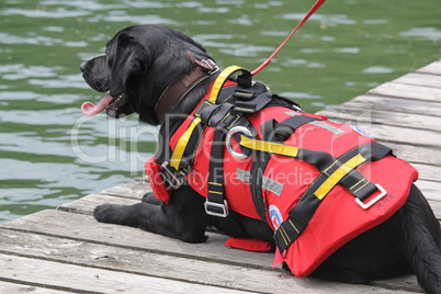 Wasserrettungshund