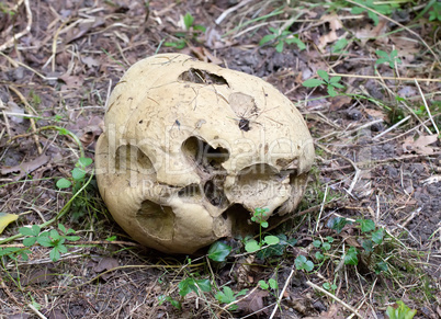 giant puffball