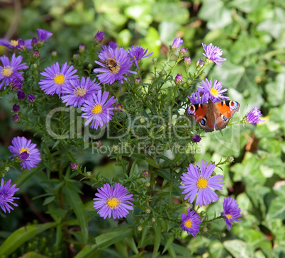 butterfly on aster flowers