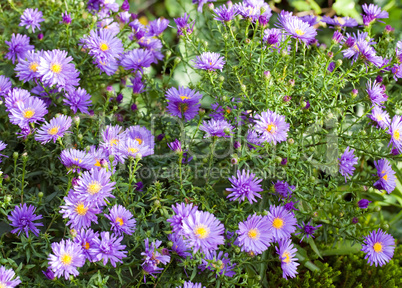 aster flowers