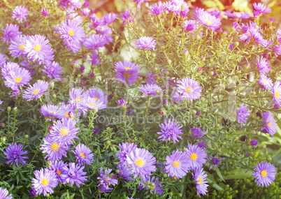 aster flowers