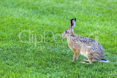 Feldhase, Lepus europaeus