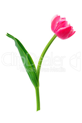 Beautiful tulip isolated on white