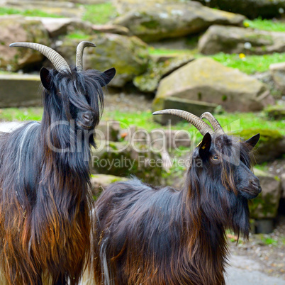 Family mountain goats in park