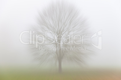 Tree in Mist or Fog