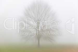 Tree in Mist or Fog