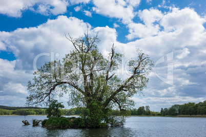 Baum im Kölpinsee auf der Insel Usedom