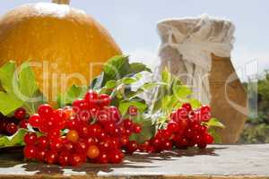 Bunch of viburnum and pumpkin