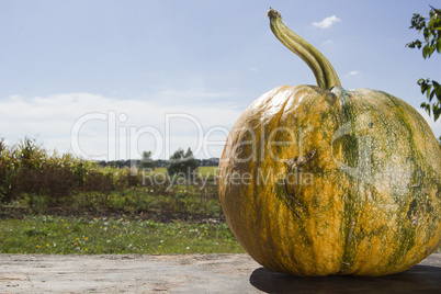 Ripe pumpkin on a wooden table