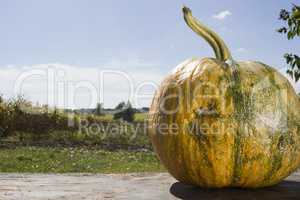 Ripe pumpkin on a wooden table