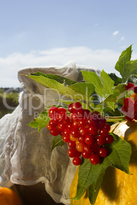 Bunch of viburnum and pumpkin