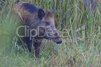 Wildschwein