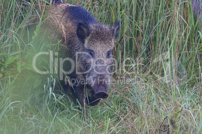 Wildschwein