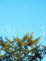 Tree top on blue sky, natural background