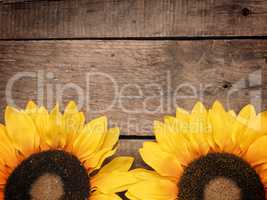 Sunflowers on old wood