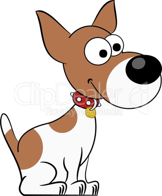 Cute Jack Russell Terrier