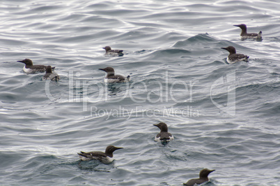 Guillemot birds on sea cliffs of the Faroe Islands