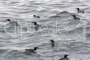 Guillemot birds on sea cliffs of the Faroe Islands