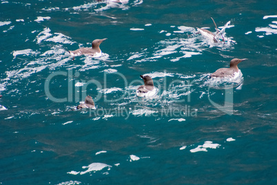 Guillemot birds on sea cliffs of the Faroe Islands